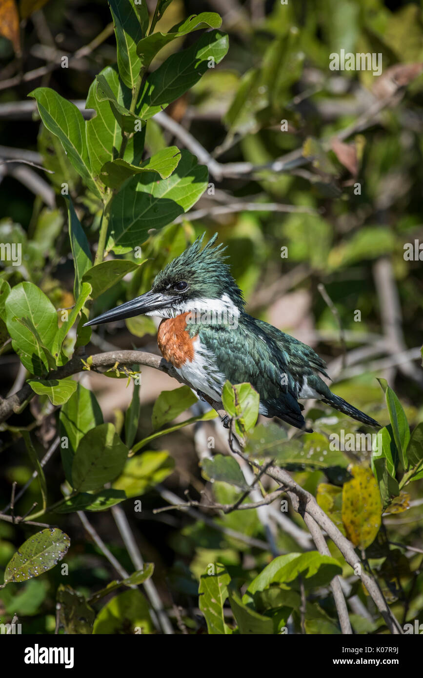 Amazon kingfisher (Chloroceryle amazona), male sitting in mangrove, Pantanal, Mato Grosso do Sul, Brazil Stock Photo