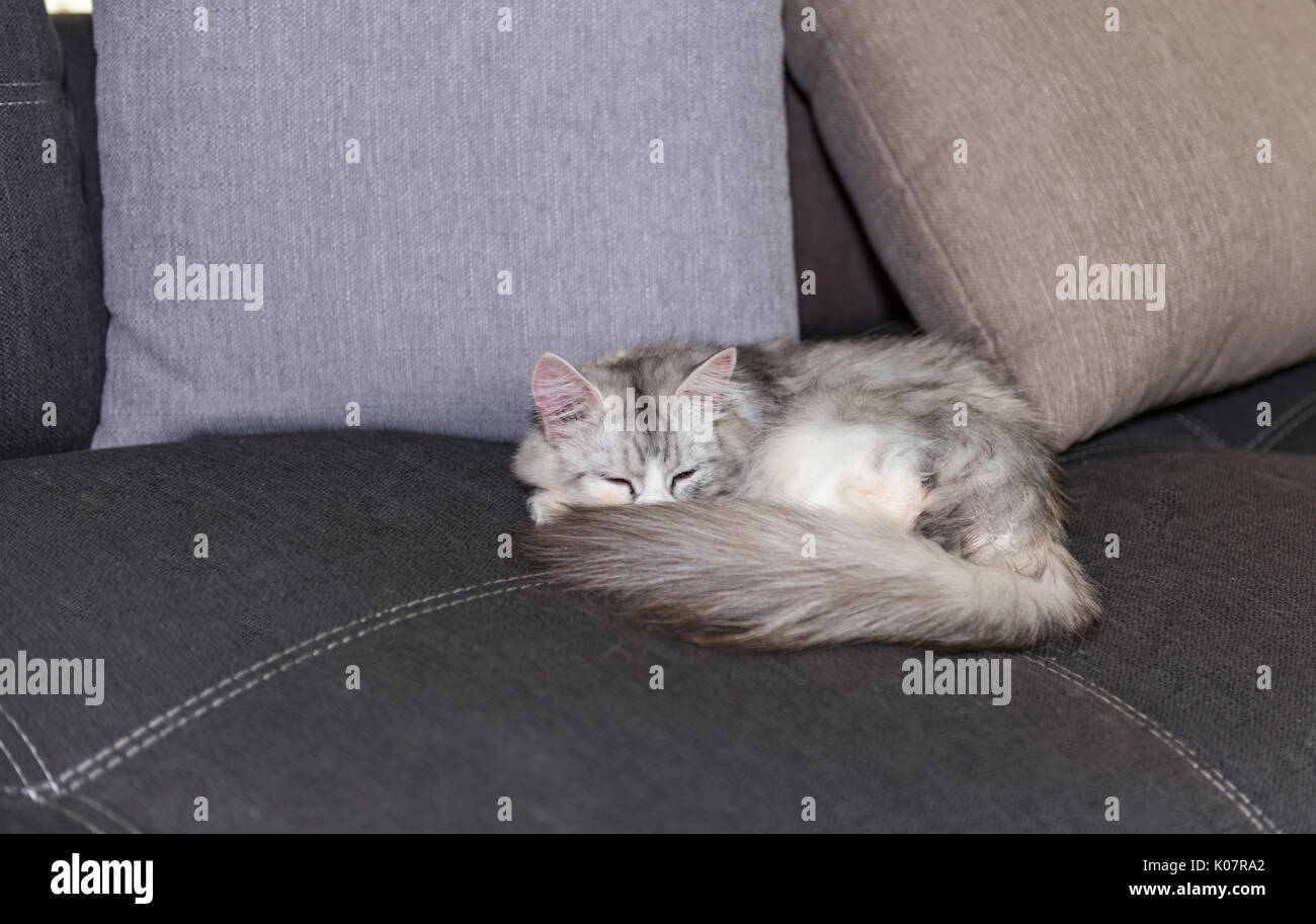 Sleeping Persian Cat Stock Photo Alamy