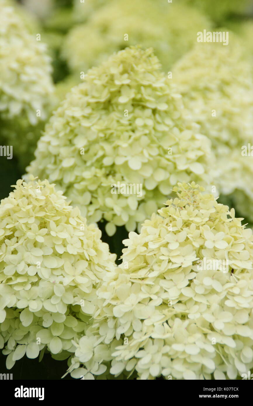Hydrangea paniculata 'Limelight' displaying clusters of showy cream and lime flowers in an English garden in summer (August) Stock Photo