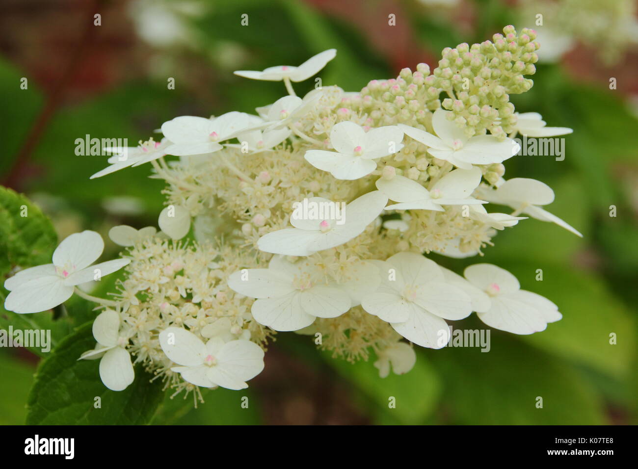 Hydrangea paniculata 'Chantilly Lace'' conical flower panicle in full bloom in an English garden border in summer (August) Stock Photo