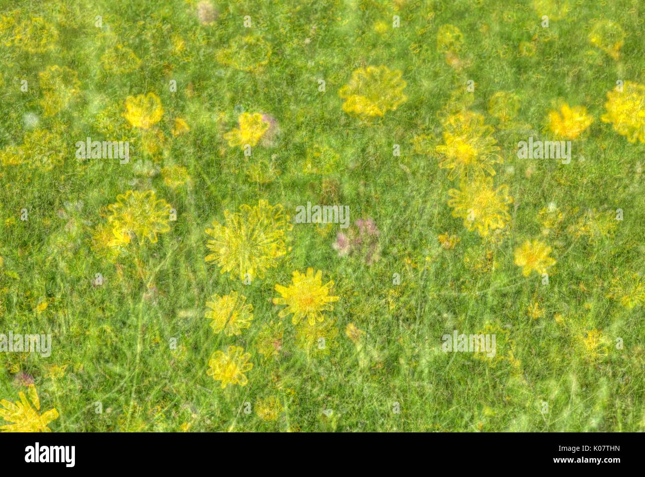 Flower Meadow with yellow blossoming summer flowers Stock Photo - Alamy