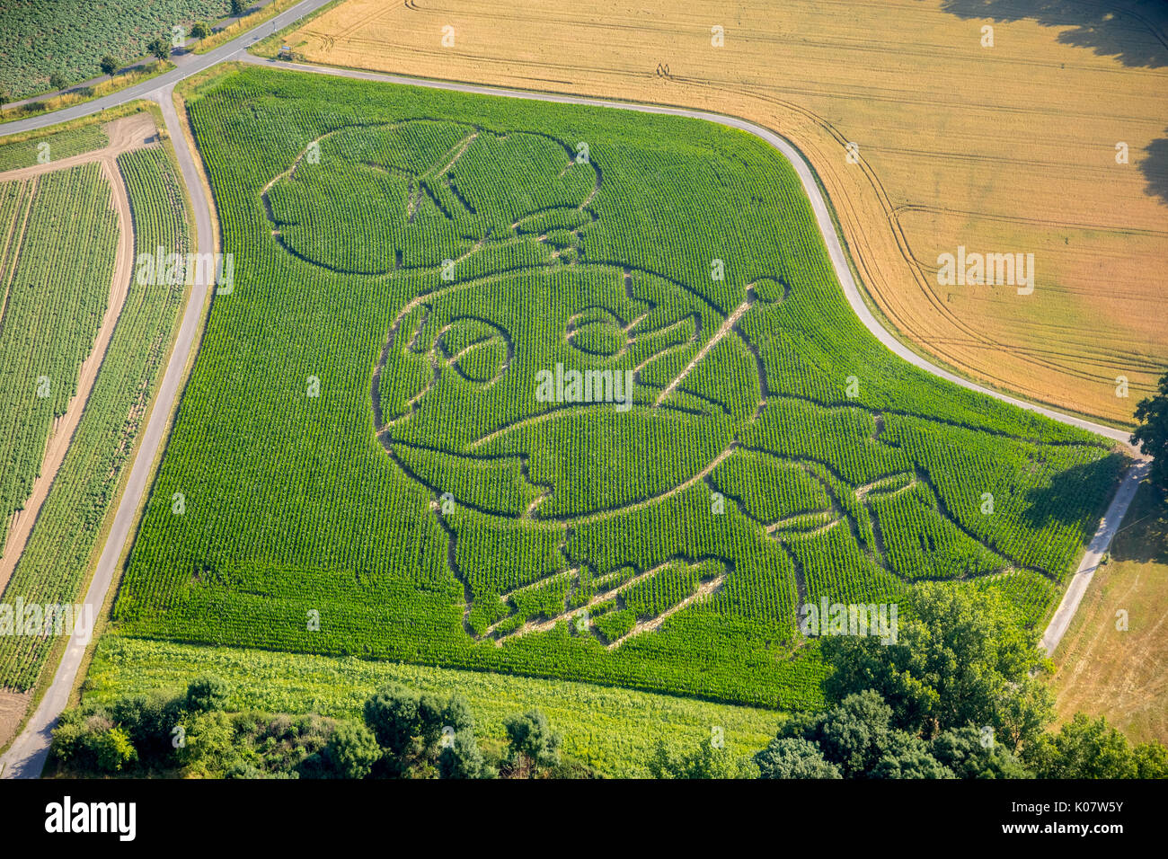 Corn maze, global warming, Selm, Ruhr area, North Rhine-Westphalia, Germany Stock Photo