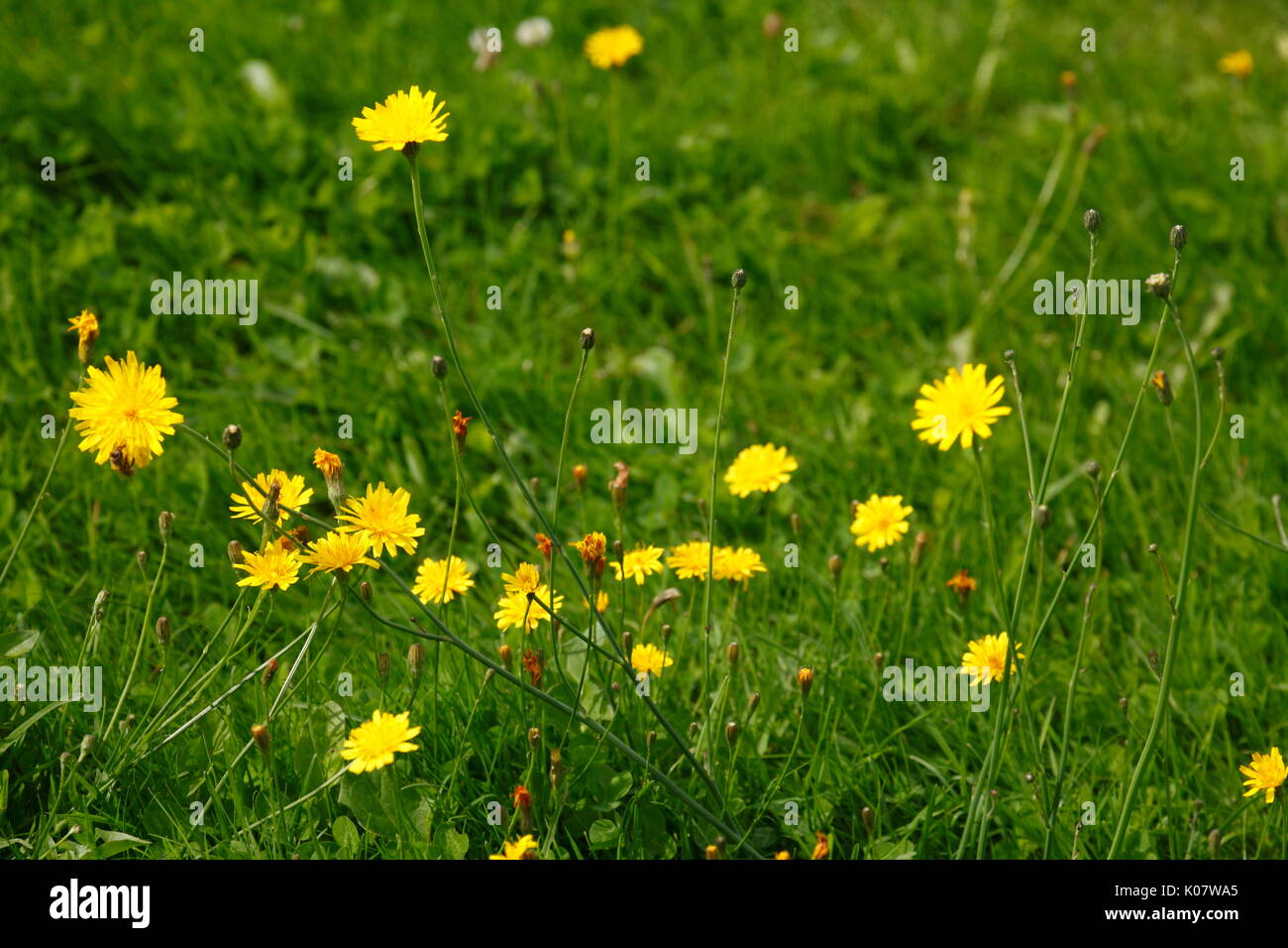 Flower Meadow with yellow blossoming summer flowers Stock Photo - Alamy
