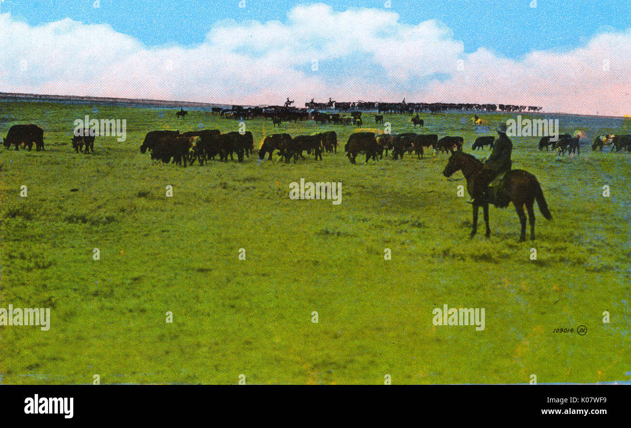 1920s cattle hi-res stock photography and images - Alamy