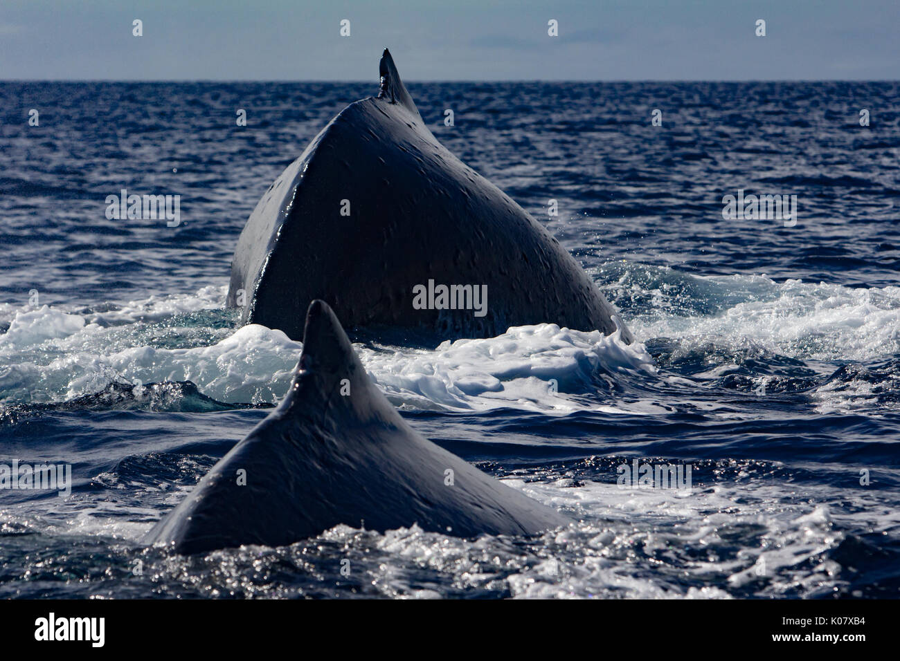 A competitive group or heat run of humpback whales in the Haapai group of Tonga Stock Photo