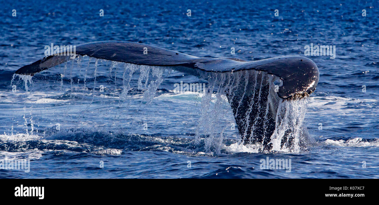 A competitive group or heat run of humpback whales in the Haapai group of Tonga Stock Photo