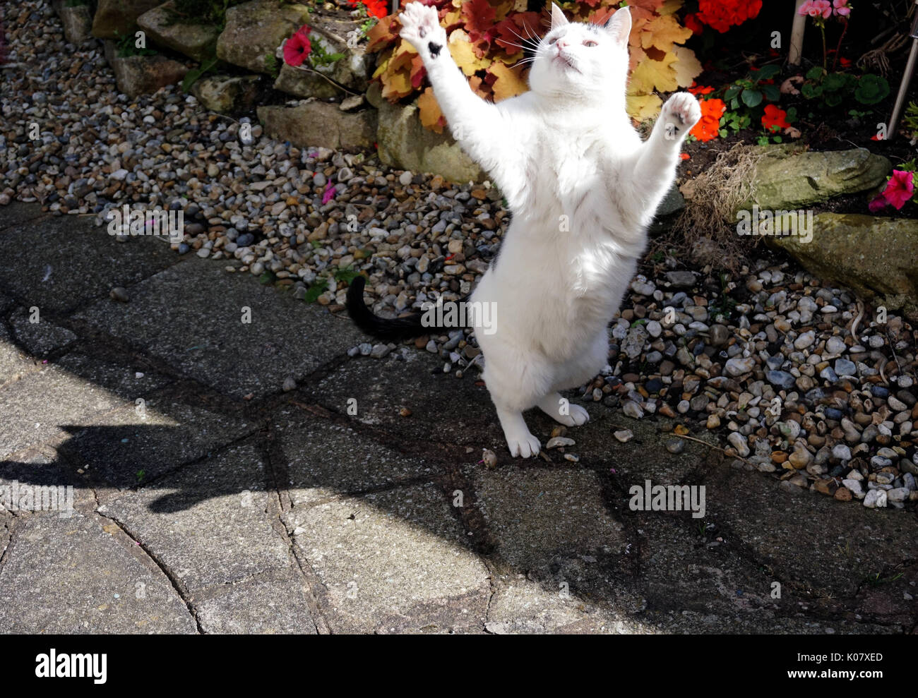 WHITE AND BLACK DOMESTIC SHORT HAIRED BREED ADULT FEMALE PET CAT PLAYING AND STANDING ON HER HIND LEGS WAVING HER PAWS dancing Stock Photo