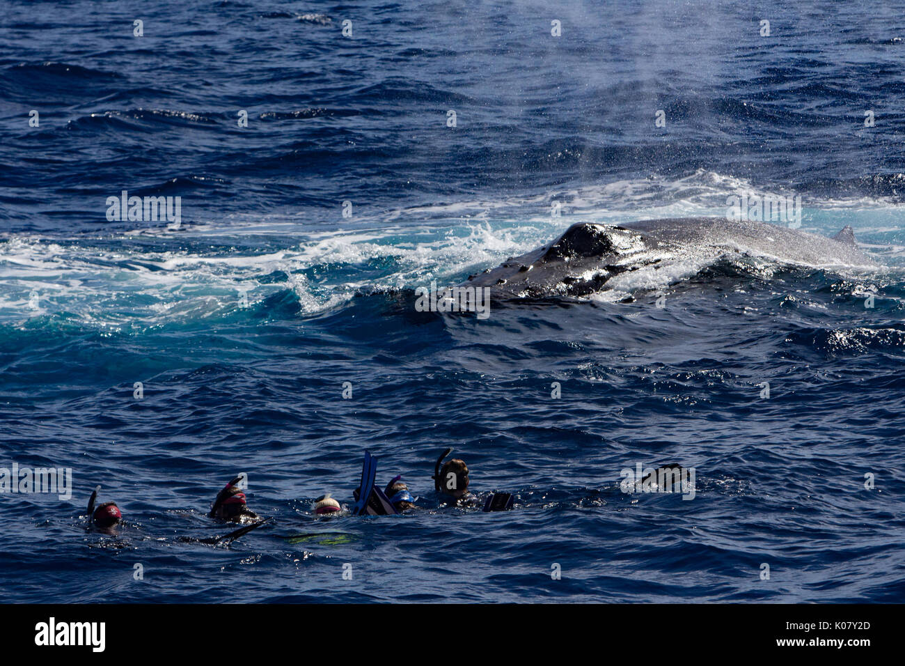 People swimming with the whales in Tonga and getting the experience of a lifetime Stock Photo