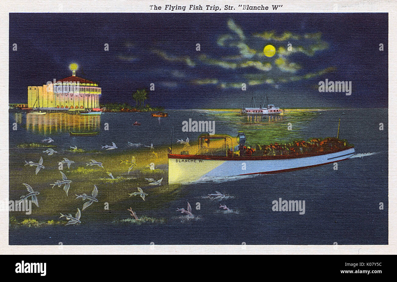 Flying fish trip, Santa Catalina Island, California, USA Stock Photo