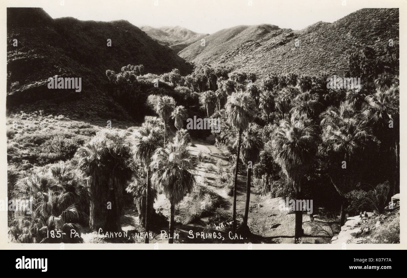 Palm Canyon near Palm Springs, Riverside County, California, USA.   late 1930s Stock Photo