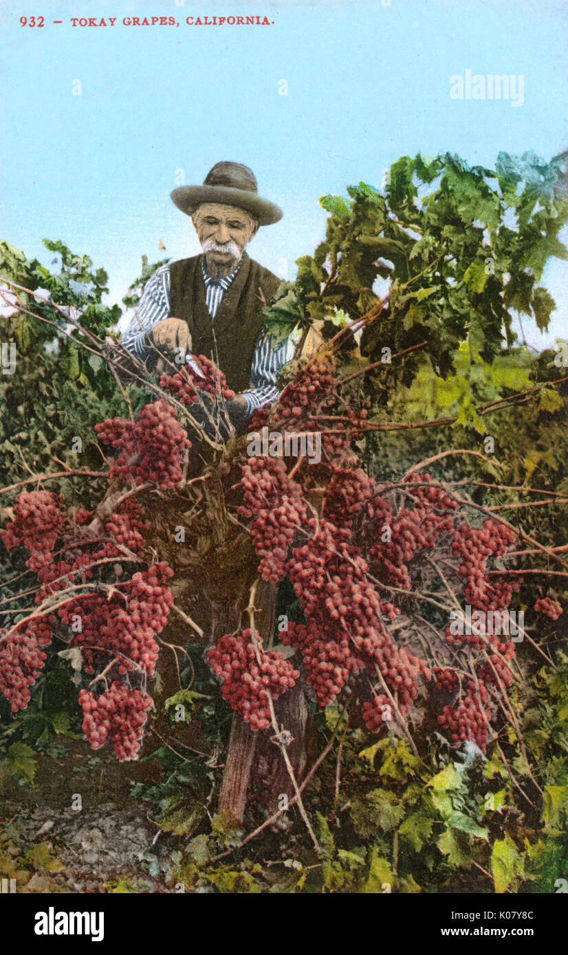 Elderly man tending Tokay grapes, Lodi, California, USA Stock Photo