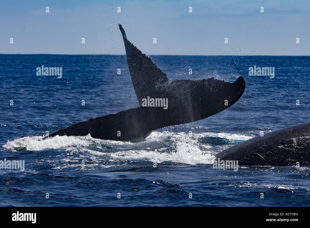 A competitive group of humpback whales on a whale swimming excursion in the Vava'u group of Tonga Stock Photo
