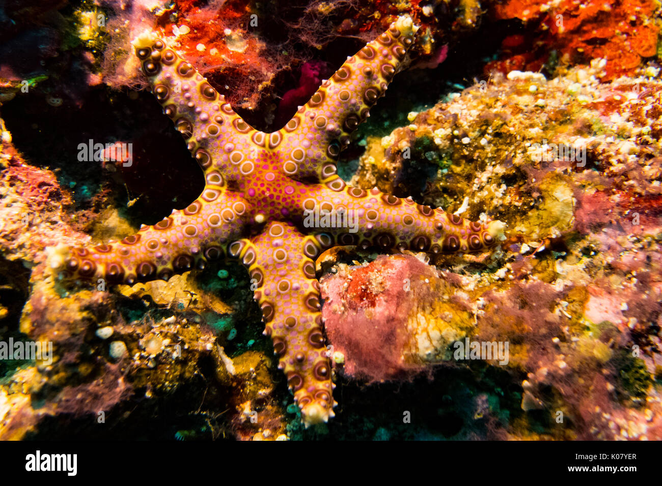 A psychedelic colored sea star seen while diving at Swallow's cave, Vava'u group, Tonga Stock Photo