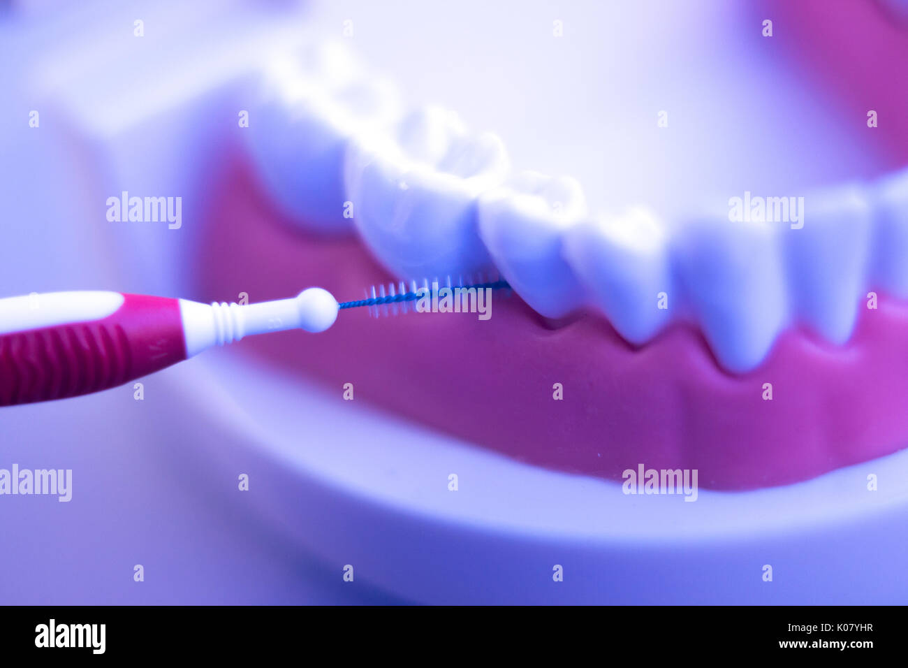 Dental teeth orthodontic dentistry teachng model with gums, tooth