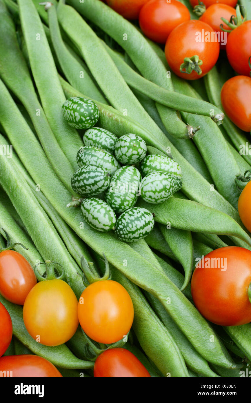Green cucamelons and red tomatoes on a bed of long runner beans Stock Photo