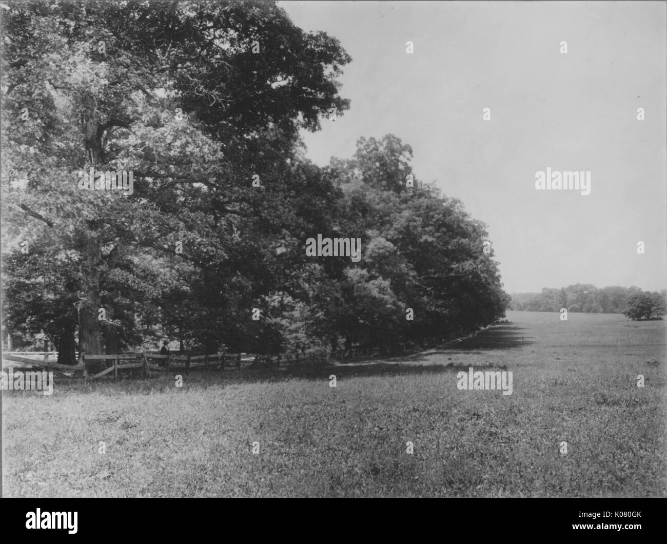Landscape shot of grassy field with tall trees, Roland Park/Guilford, United States, 1910. This image is from a series documenting the construction and sale of homes in the Roland Park/Guilford neighborhood of Baltimore, a streetcar suburb and one of the first planned communities in the United States. Stock Photo
