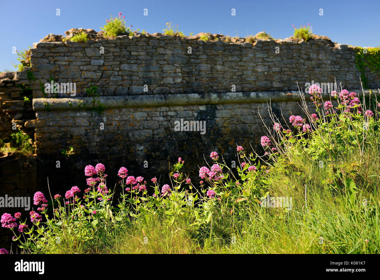 Stone wall wildflowers hi-res stock photography and images - Alamy