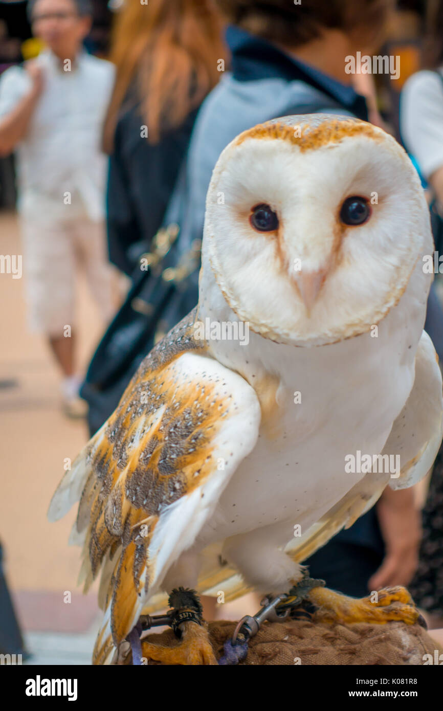 Close up of a beautiful owl posing over a woman wrist in the street in Akihabara owl cafe - owls are very popular pets in Japan Stock Photo