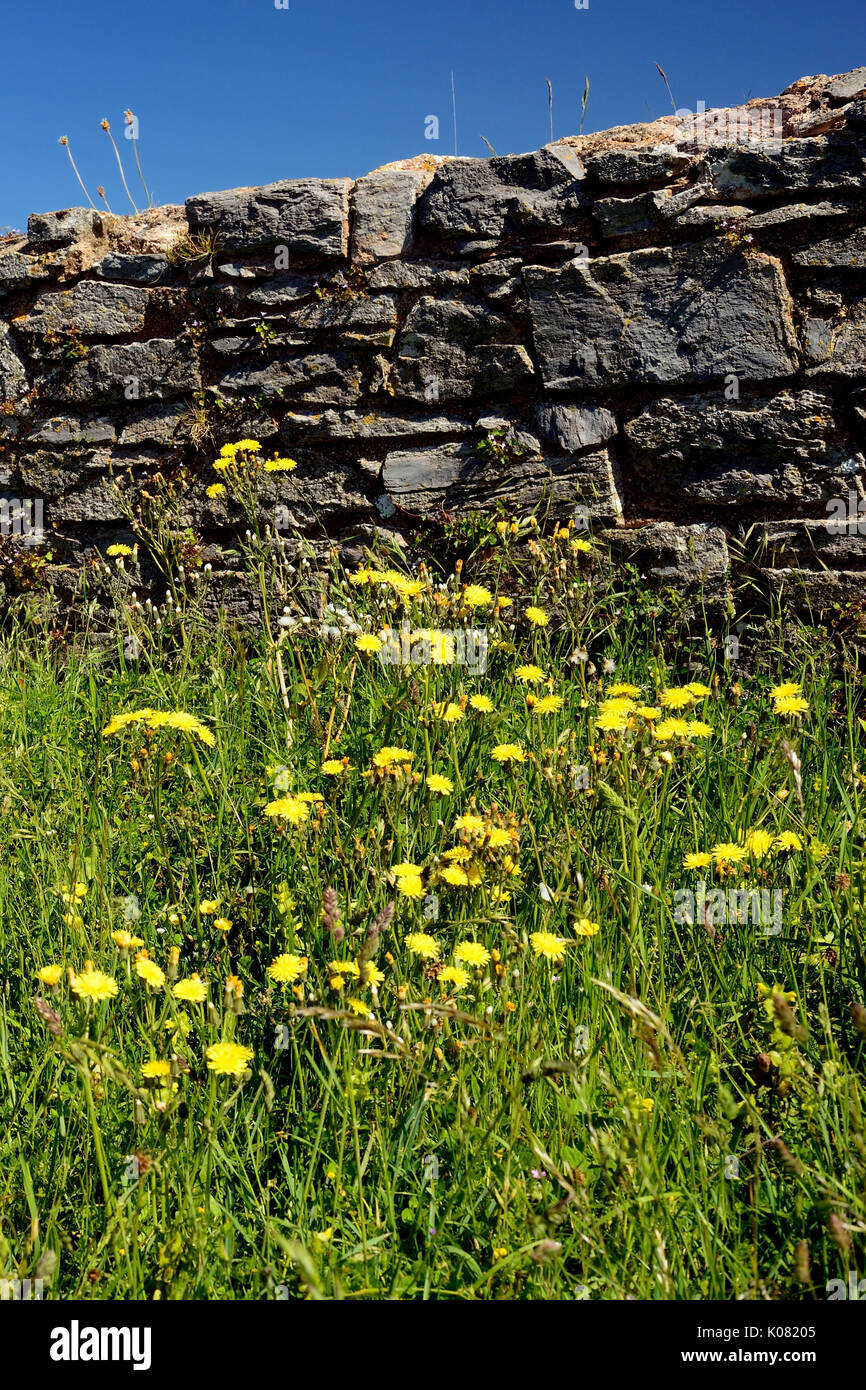 Wildflowers growing beside an old stone wall Stock Photo - Alamy