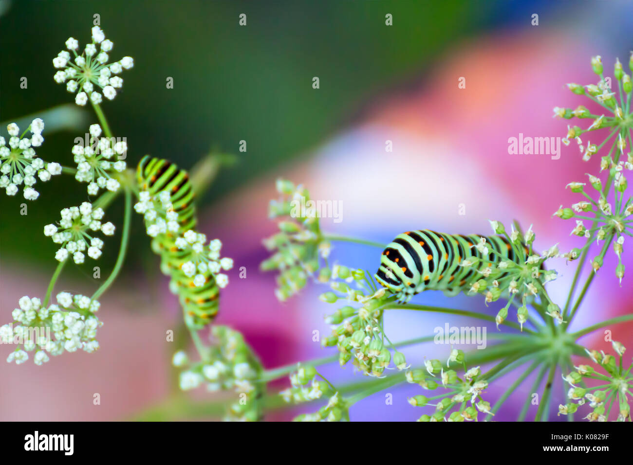 Swallowtail caterpillar eating Stock Photo Alamy