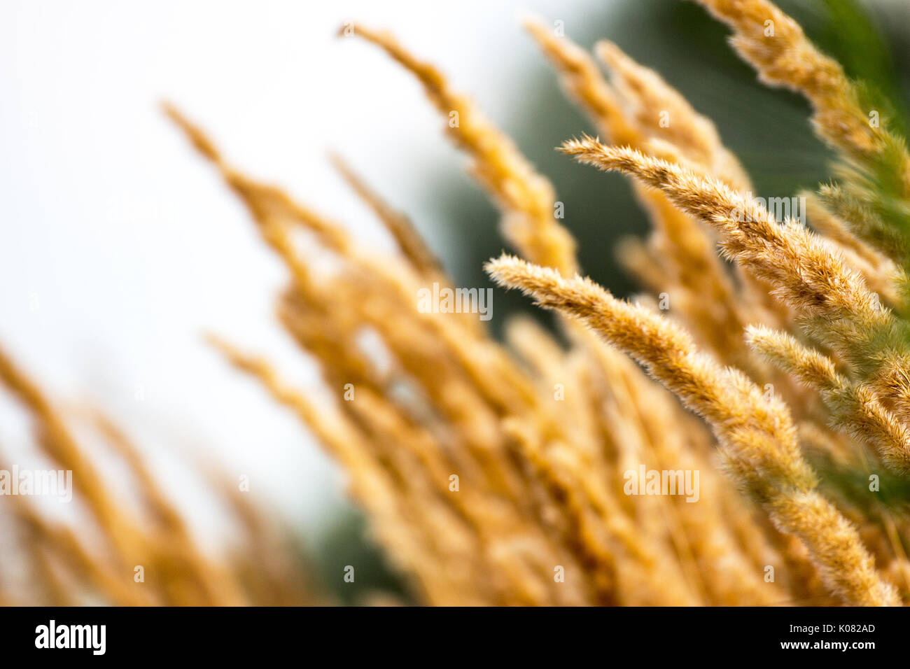 Reed canary grass Stock Photo Alamy