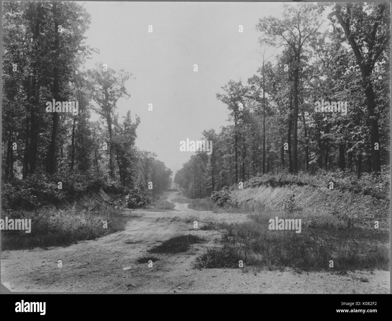 Path of dirt covered in wild vegetation and trees, trees on slightly leveled surface, Baltimore, Maryland, 1910. This image is from a series documenting the construction and sale of homes in the Roland Park/Guilford neighborhood of Baltimore, a streetcar suburb and one of the first planned communities in the United States. Stock Photo