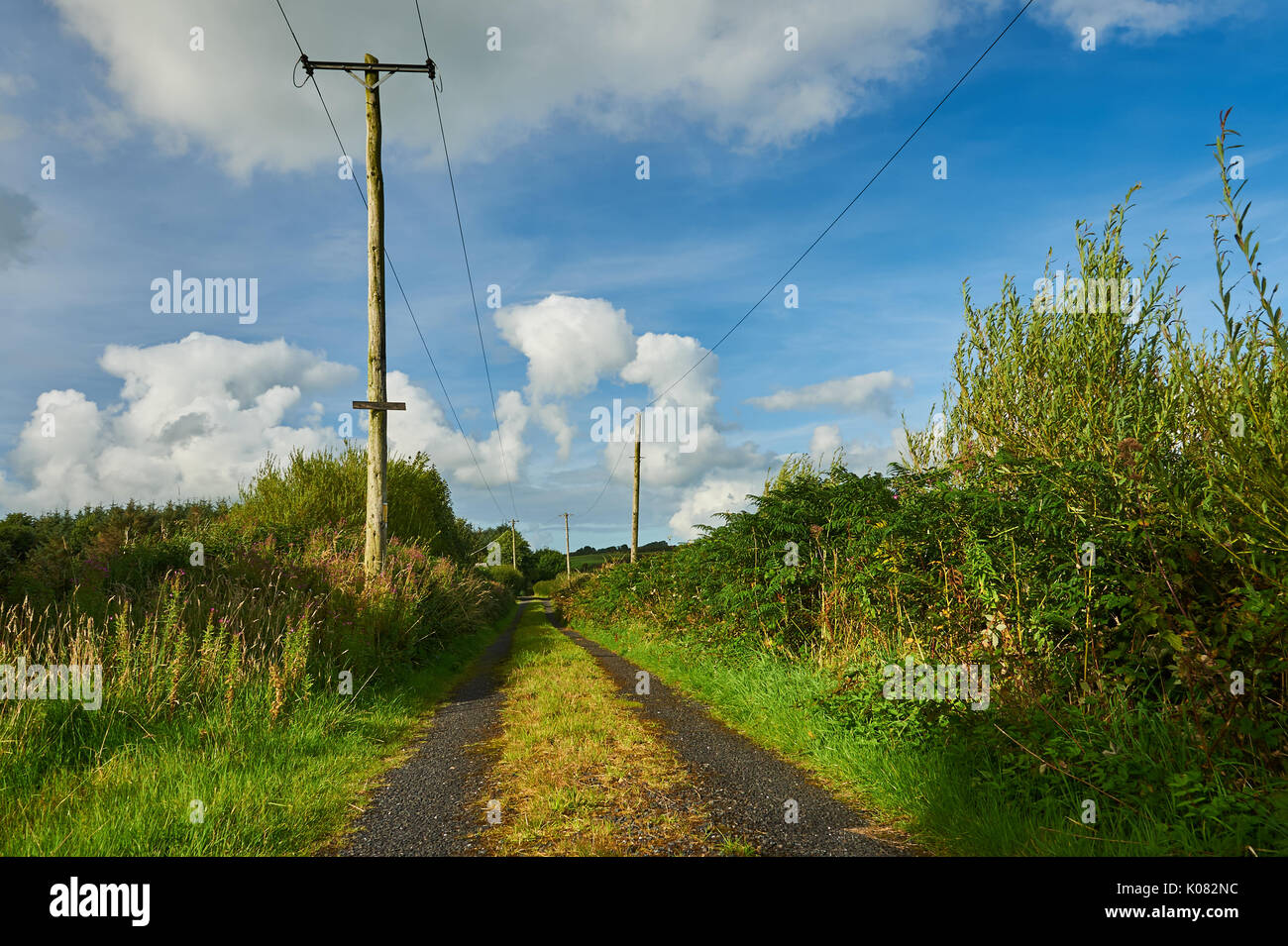 A narrow rural lane in County Kerry with grass growing along the centre of the lane, with telegraph poles. Stock Photo