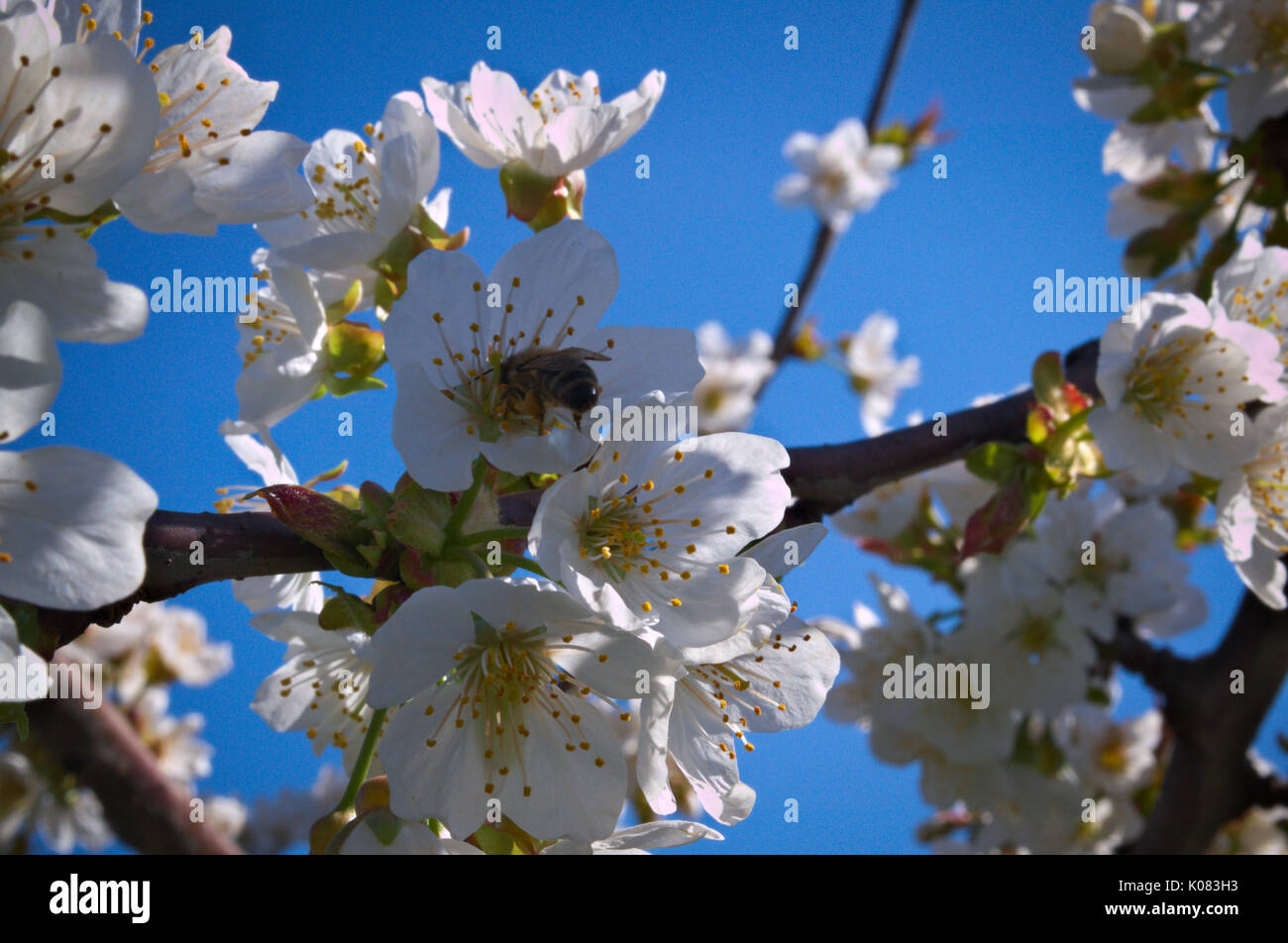 Bee working in peach flower Stock Photo