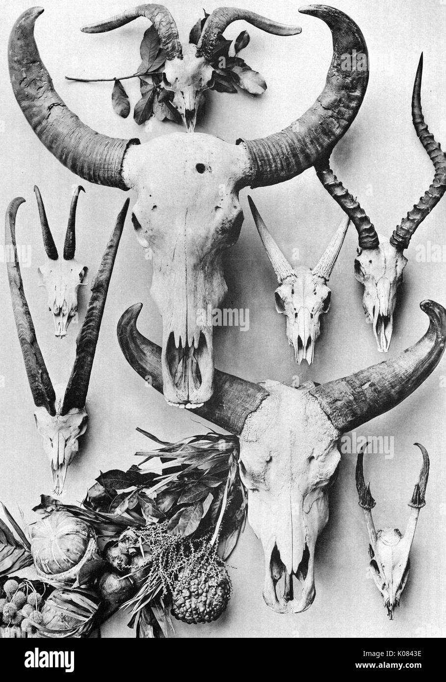 Eight animal skulls with horns in design, various plants decorated next to animal skulls, 1900. Stock Photo