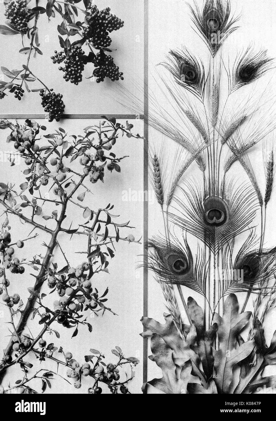 Plant with clustered dark berries on top left corner, plant with light berries on bottom left, plants with peacock feathers on right side of image, 1900. Stock Photo