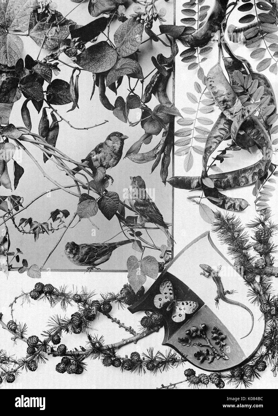 Floral design with variety of plants and animals such as birds and a lizard, coat of arms with butterfly, plant and big i in this chat, 1900. Stock Photo