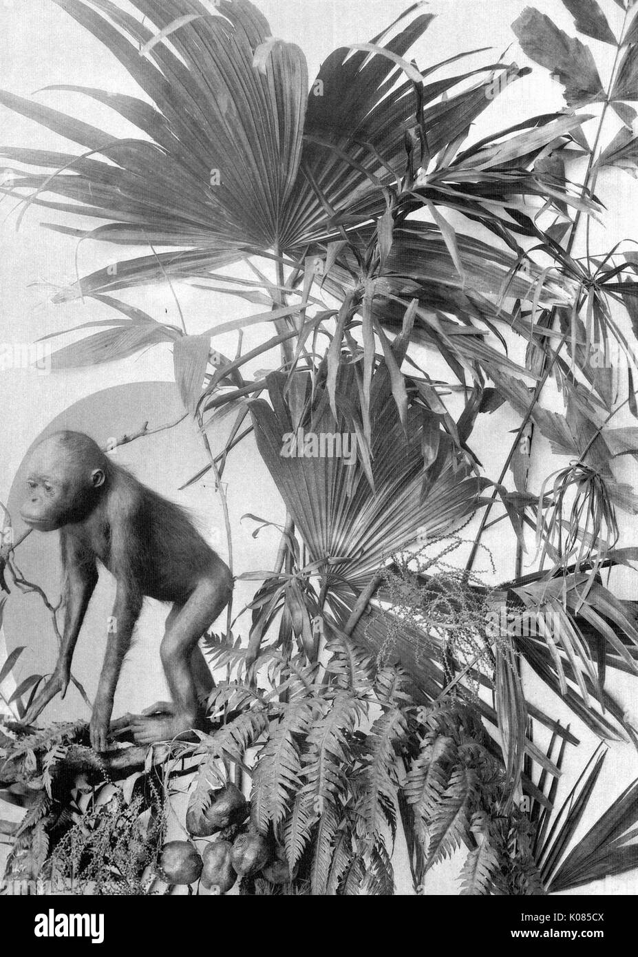 Decoration with palm tree plants, ferns and fruits with small monkey on the far left of the image, 1900. Stock Photo