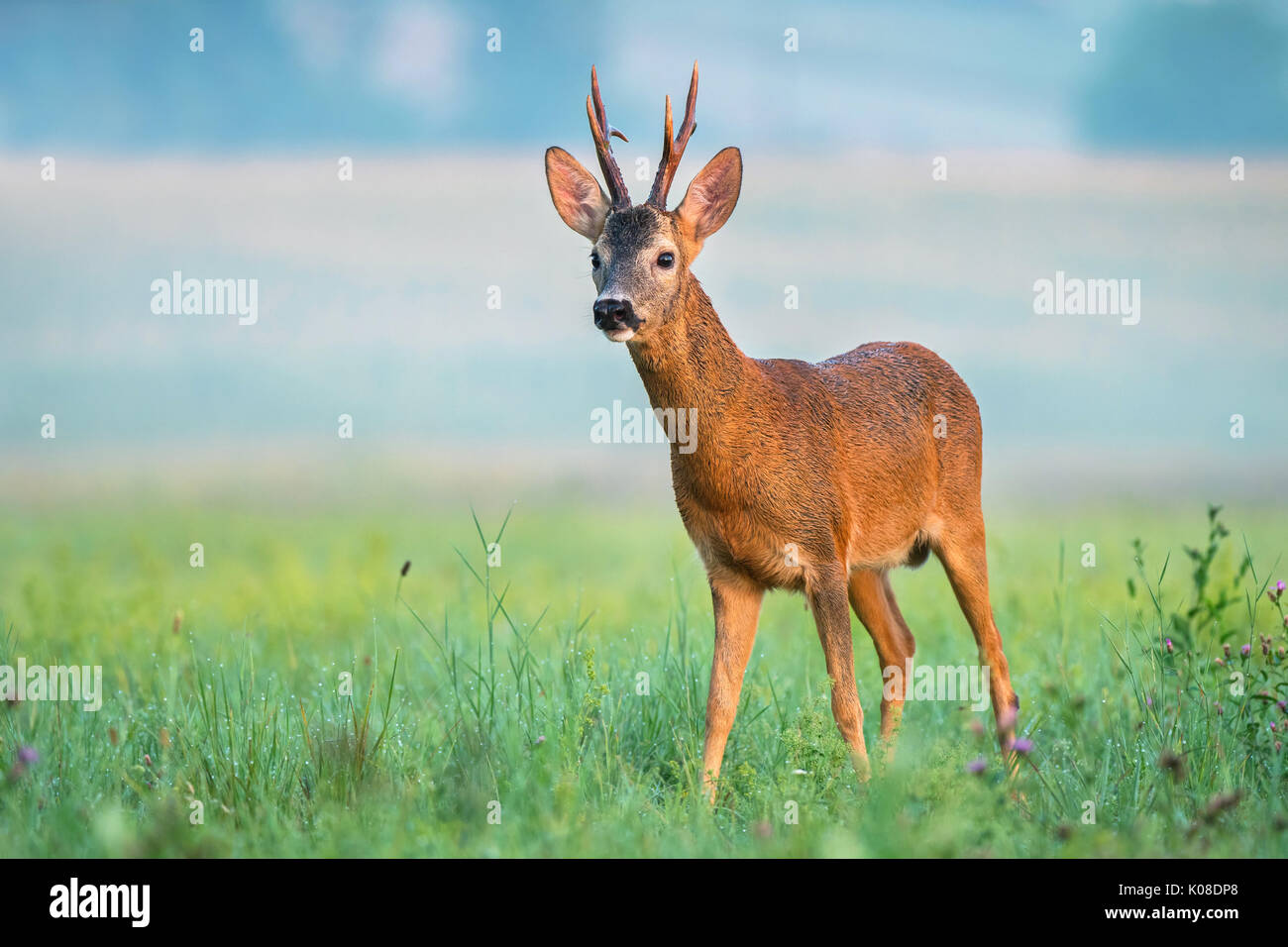 Roe buck with big antlers in a field Stock Photo - Alamy