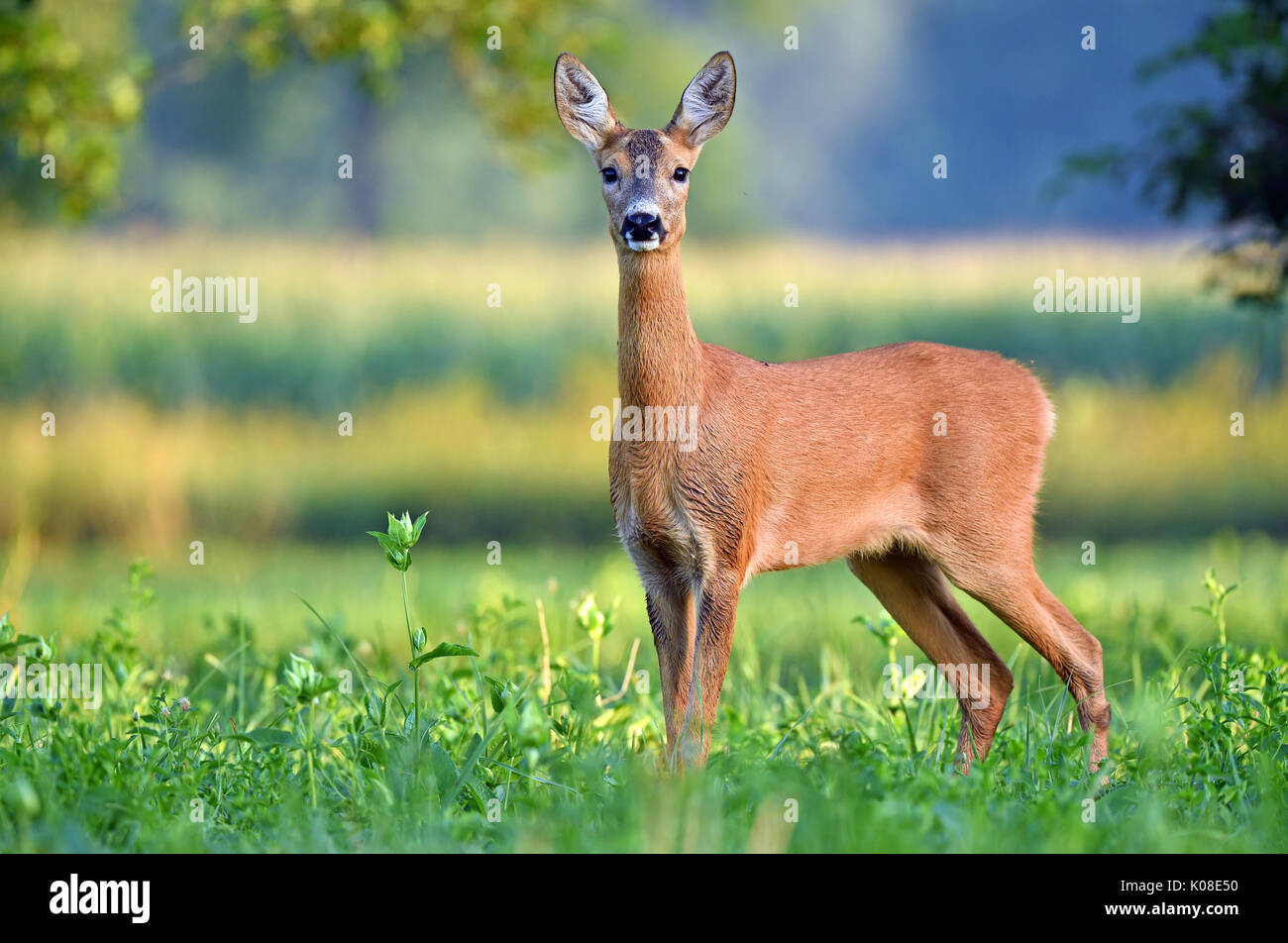 Wild female roe deer (capreolus capreolus) in a field Stock Photo - Alamy