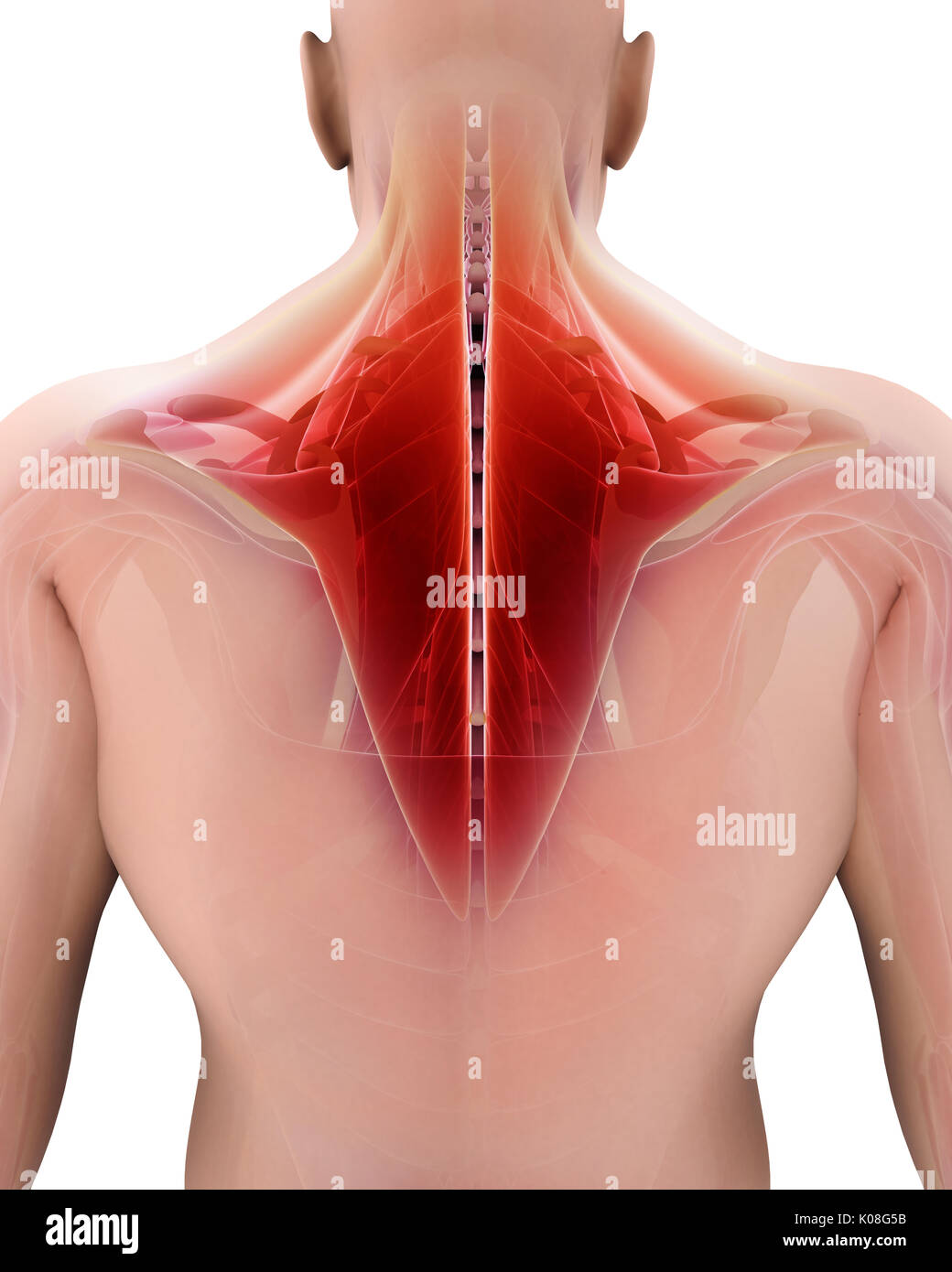 3D illustration of Trapezius, Part of Muscle Anatomy. Stock Photo
