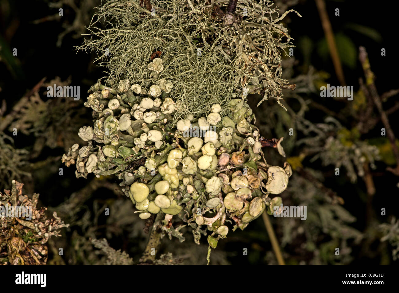 Three different common lichens growing on a single branch Stock Photo
