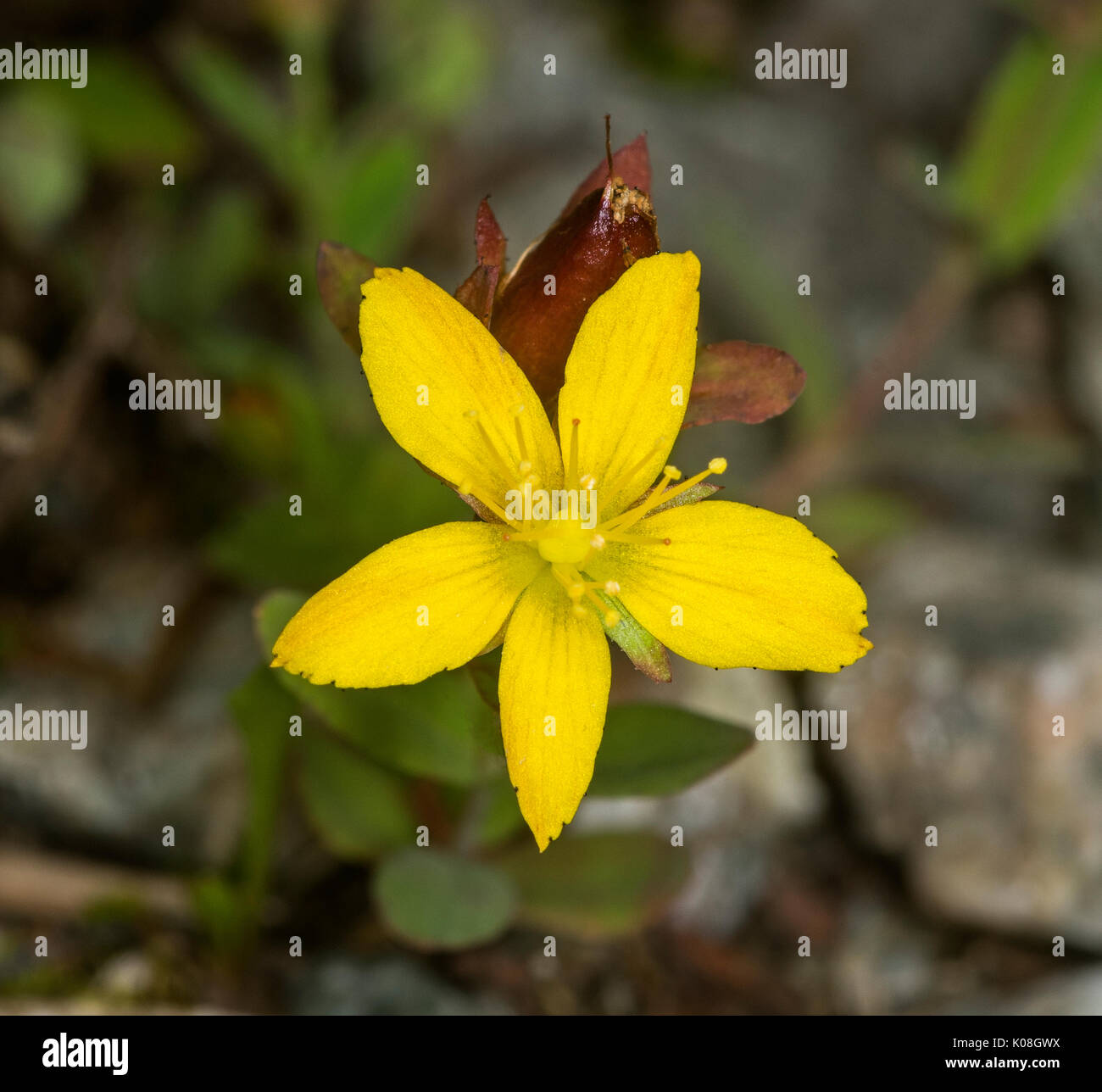 A small low growing plant preferring acid soils, declining in Britain Stock Photo