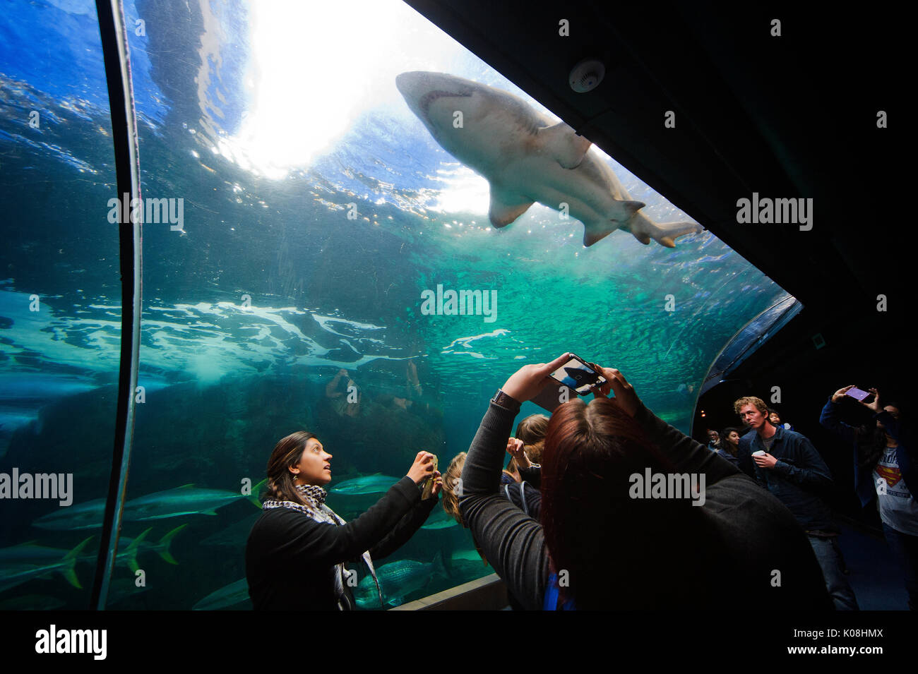 Visitors enjoying views of a shark at an exhibit of the ocean fauna at ...