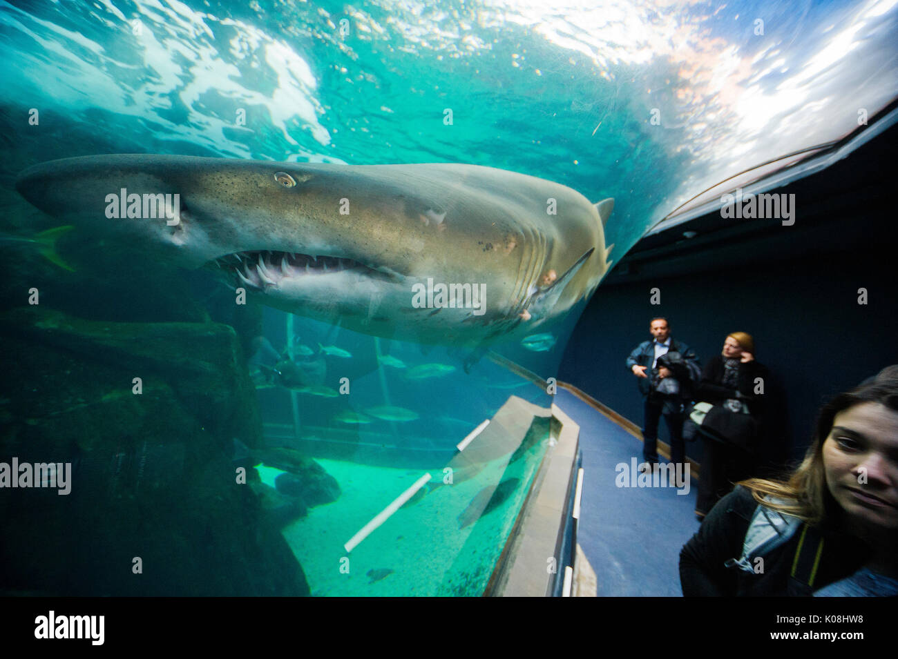 visitors-enjoying-views-of-a-shark-at-an-exhibit-of-the-ocean-fauna-at