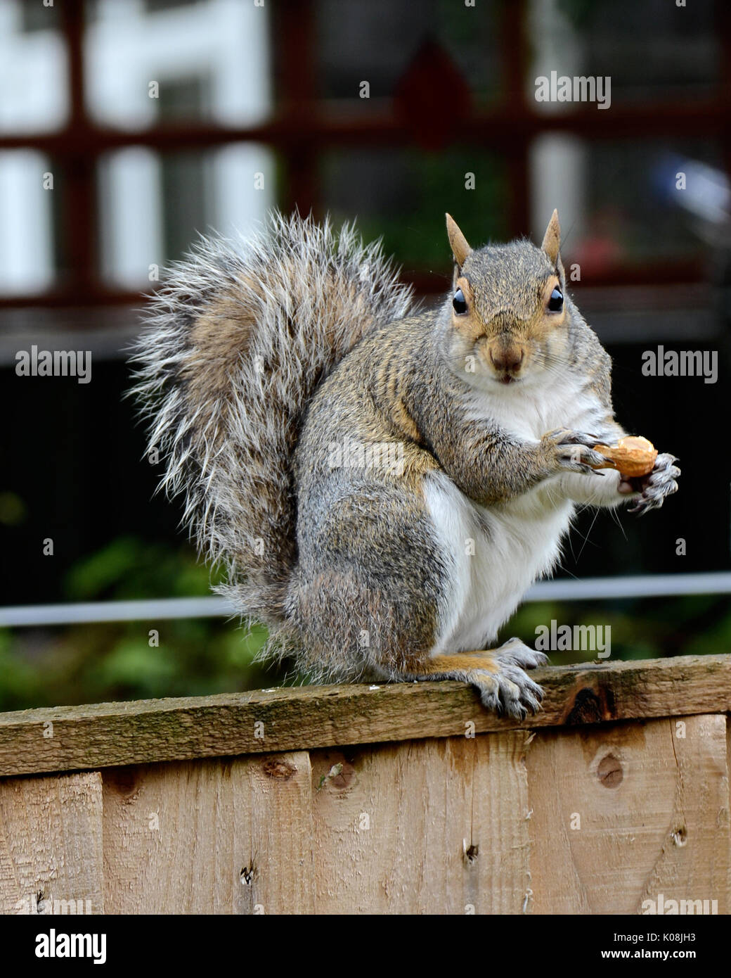 Squirrel with nut Stock Photo Alamy