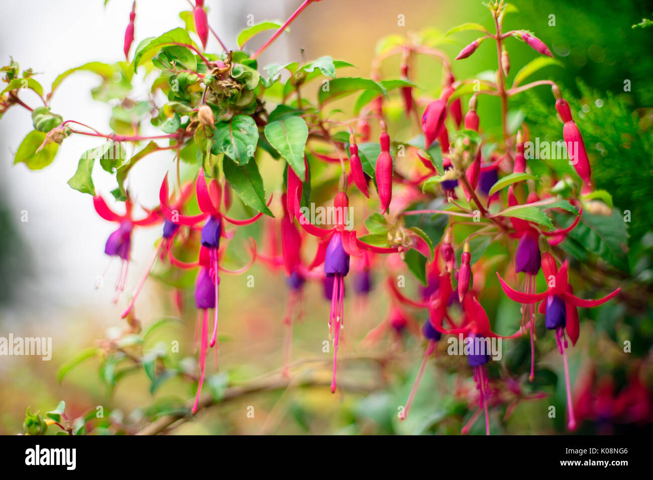 Magenta and purple flowers of the Fuchsia plant growing in the UK Stock Photo