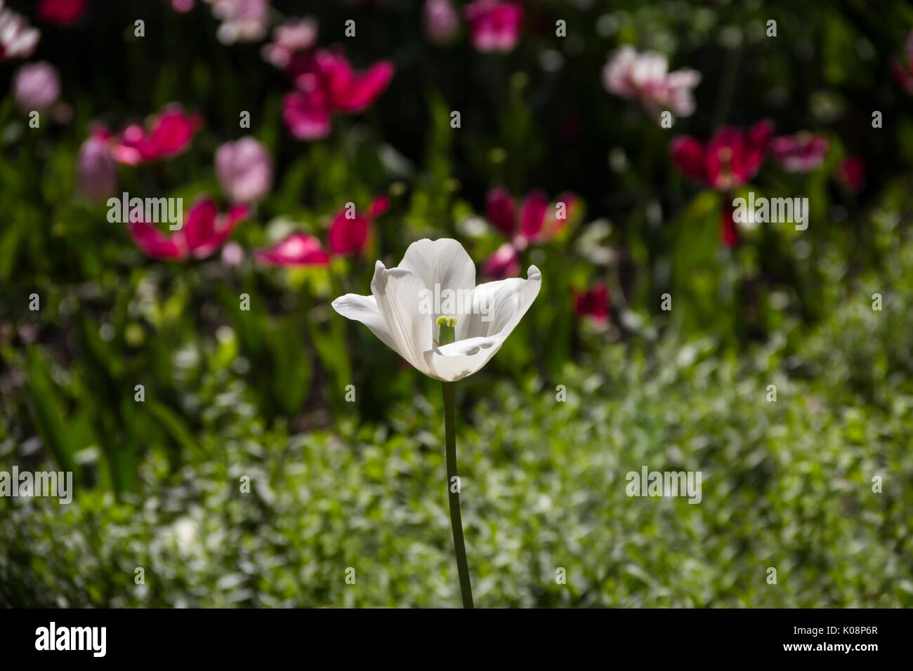 view of single white tulip flower фwith wide open petals in the field