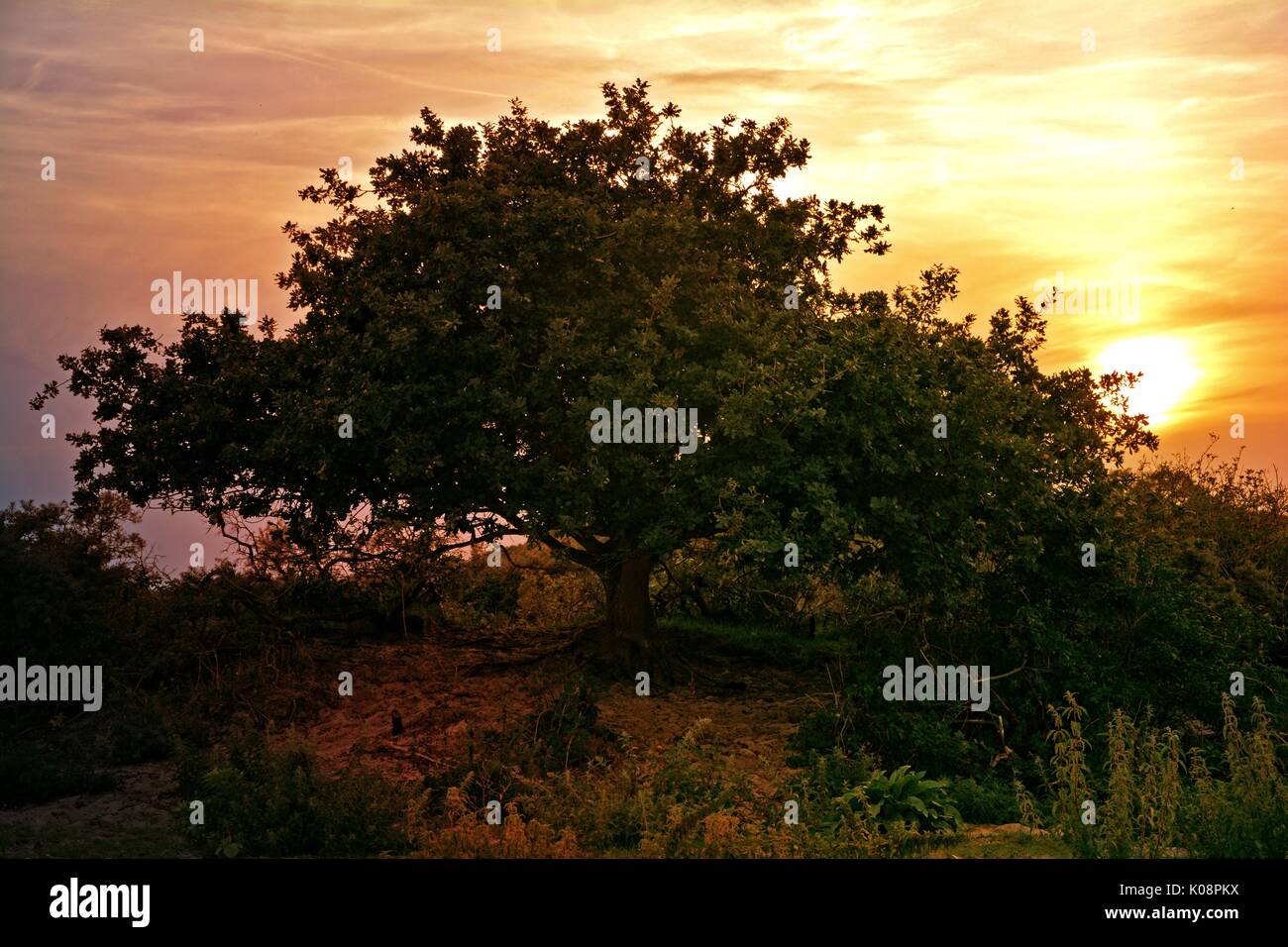 Big tree at the sundown Stock Photo