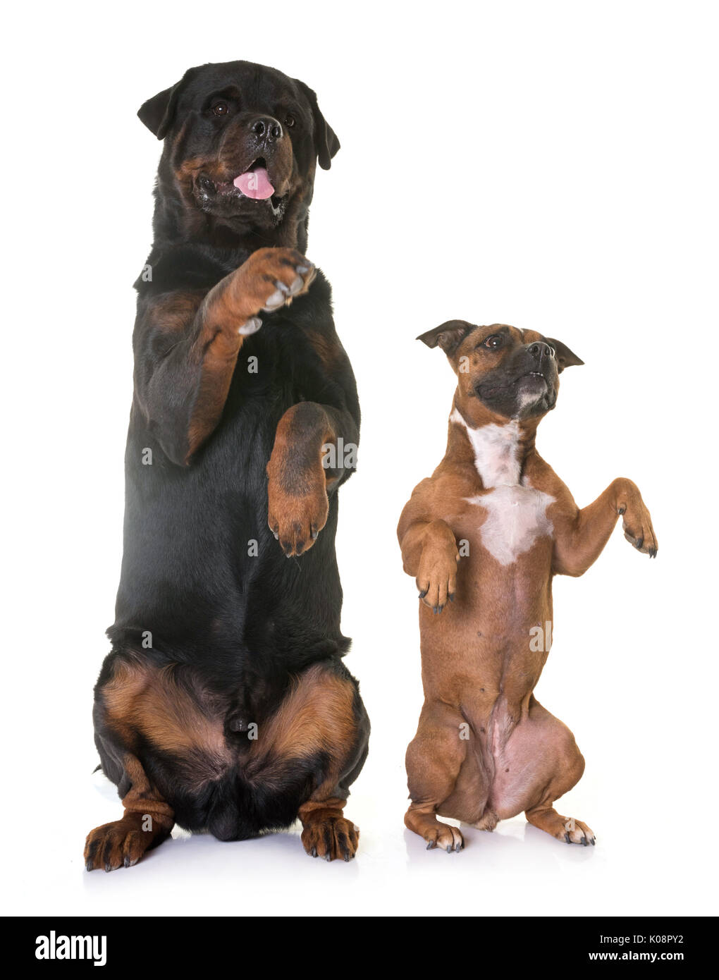 Staffordshire Bull Terrier And Rottweiler In Front Of White Stock Photo Alamy