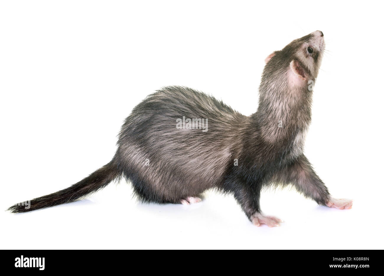 female ferret in front of white background Stock Photo