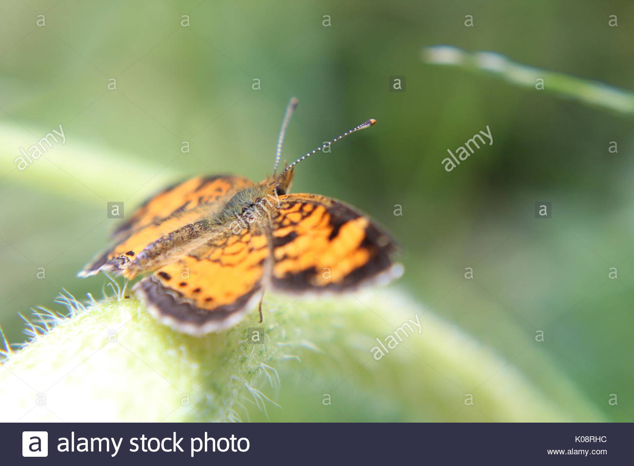 Tiny Butterfly High Resolution Stock Photography and Images - Alamy