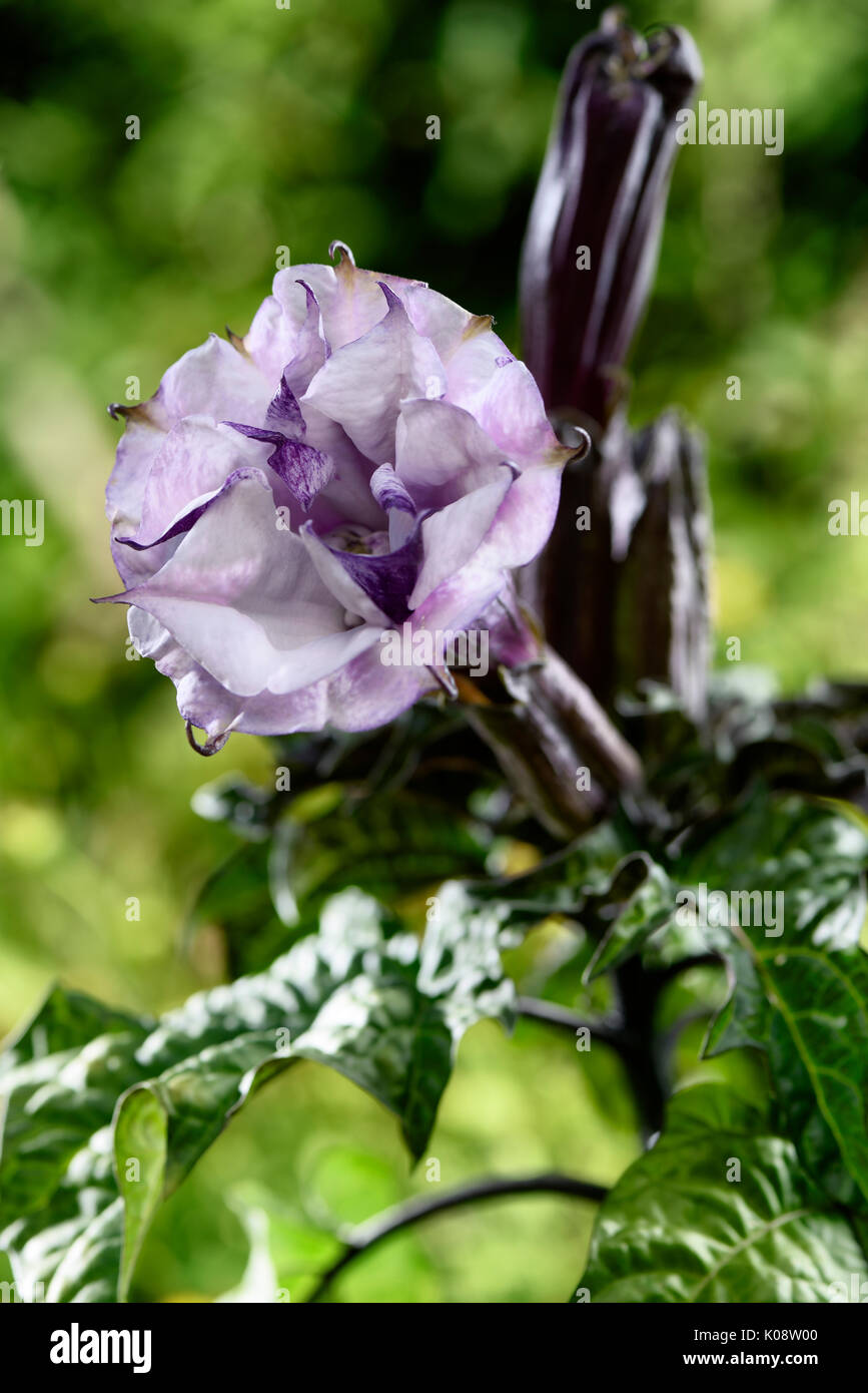 Datura metel fastuosa, Purple Ballerina, flower blossom. Alson know as Devil's trumpet or Angel's trumpet. Stock Photo