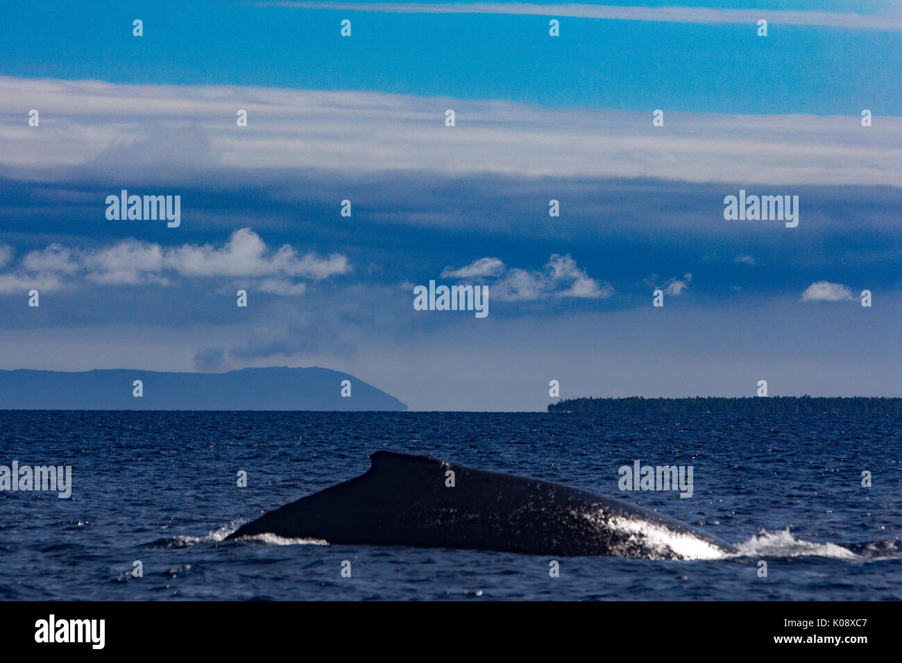 The dorsal fin of a humpback whale as it prepares to dive in the Haapai group of Tonga Stock Photo