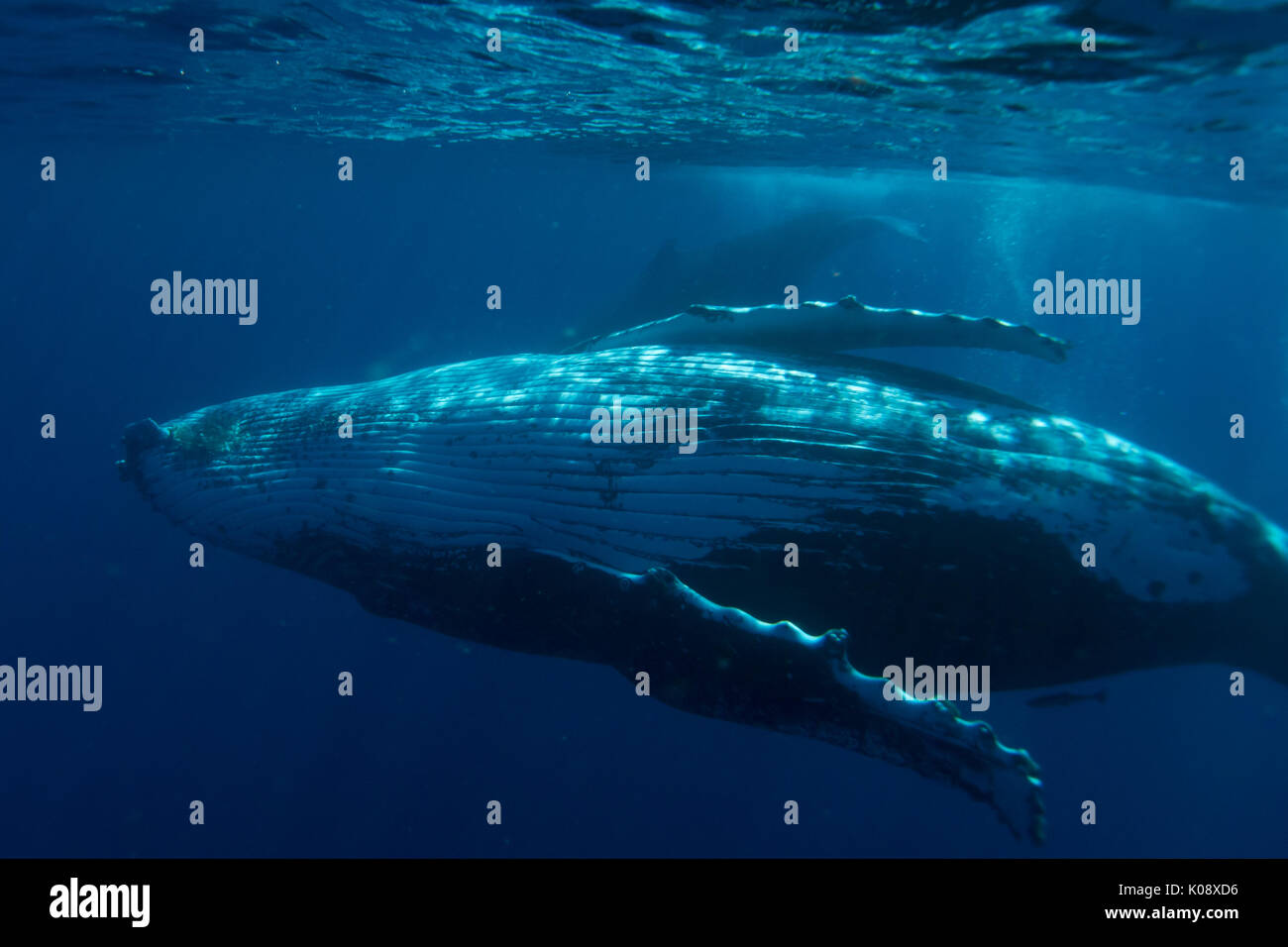 Swimming with humpback whales in the Vava'u group of Tonga Stock Photo