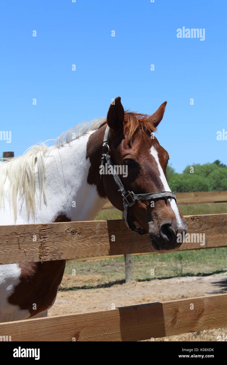 Brown and White Paint Horse Stock Photo Alamy